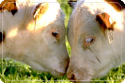 Close up of 2 cows, head to head